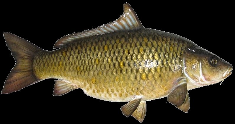 Рыба из карпов 5 букв. Рыба чешуйчатый Карп. Сазан (Cyprinus Carpio). Карп чешуйчатый и зеркальный. Амурский сазан.