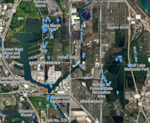 The biggest concentration of bald eagle sightings in Chicago is in the natural areas on the Southeast Side.