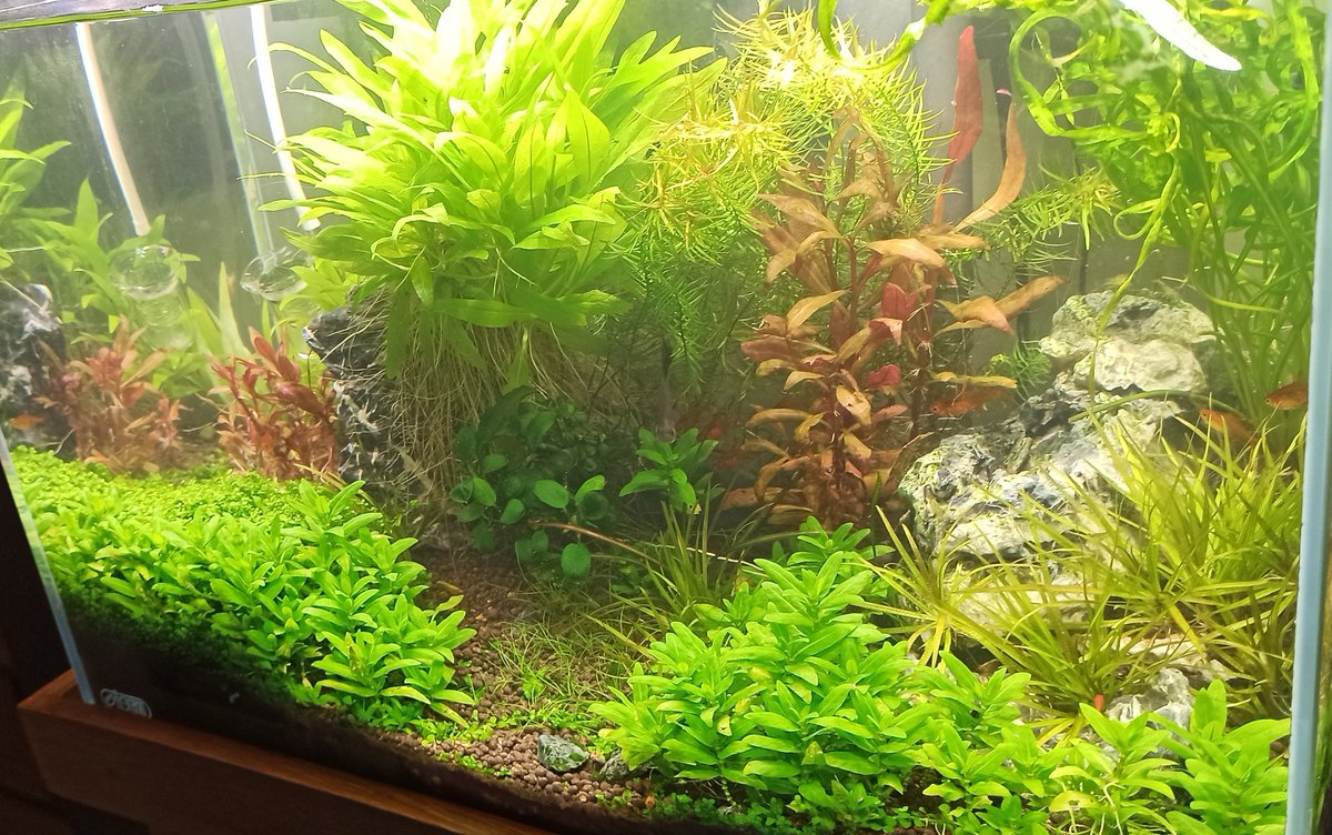 Uma das coisas mais legais de um aquário plantado é que todo mês vc tem uma decoração nova. A natureza é top.