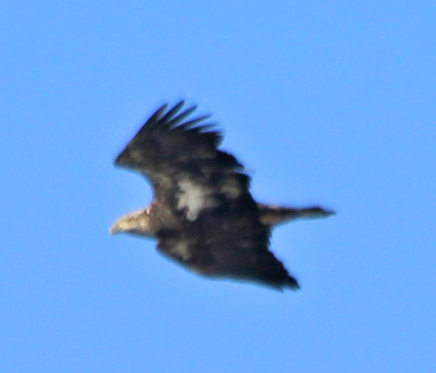 They stayed pretty high up in the sky, then circled back toward the lake and vanished from sight. Here are a few close-ups (the best I could manage with a 300mm lens).
