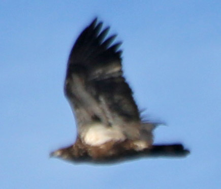They stayed pretty high up in the sky, then circled back toward the lake and vanished from sight. Here are a few close-ups (the best I could manage with a 300mm lens).