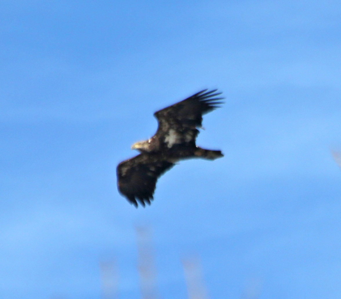 They stayed pretty high up in the sky, then circled back toward the lake and vanished from sight. Here are a few close-ups (the best I could manage with a 300mm lens).