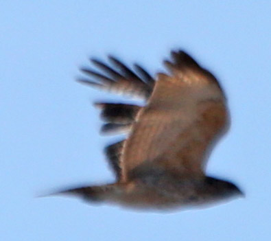 Big Marsh is right across the street from the lake — on the east side of Stony Island Avenue — and a few people have spotted eagles there lately, so that's where I headed. First thing I saw was this bird… Eagle?!? Um, nope. A red-tailed hawk.