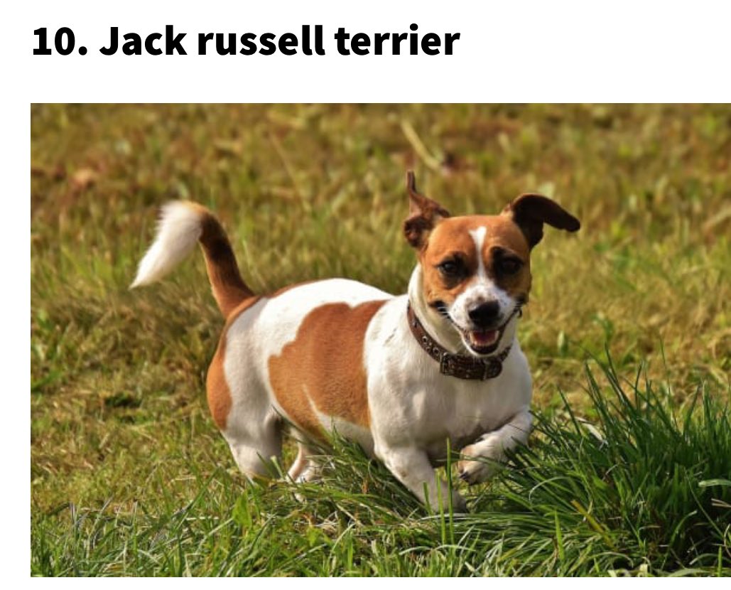 lykkefriis's tweet photo. Jeg blander mig ikke i #dkpol, men sammen med Winston må jeg konstatere, at der er total harmoni ml. @JakobEllemann og @stephanie_lose. Begge har en Jack Russell-terrier🐶Godt landmøde! PS Skal hilse fra Winston og Clemmie (@sorenpind), at bichon havanais er nr.4; JR nr. 10 i🇩🇰👇 https://t.co/MME1oVbGdr