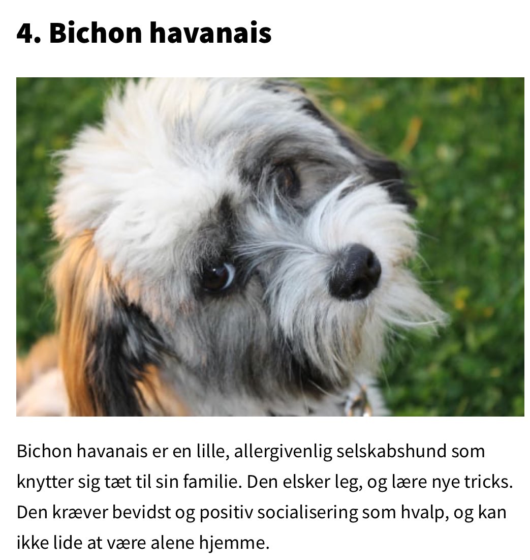 lykkefriis's tweet photo. Jeg blander mig ikke i #dkpol, men sammen med Winston må jeg konstatere, at der er total harmoni ml. @JakobEllemann og @stephanie_lose. Begge har en Jack Russell-terrier🐶Godt landmøde! PS Skal hilse fra Winston og Clemmie (@sorenpind), at bichon havanais er nr.4; JR nr. 10 i🇩🇰👇 https://t.co/MME1oVbGdr