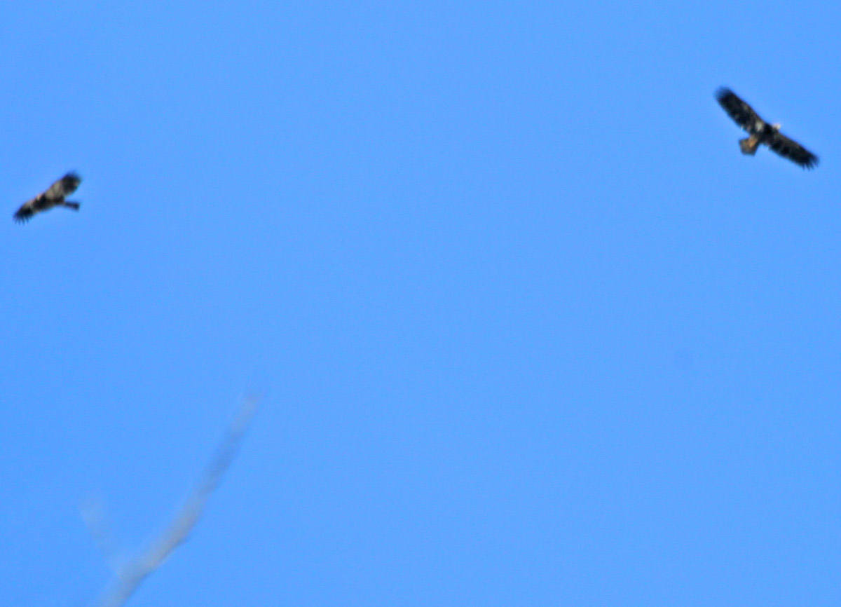 But a while later, I saw these two birds flying from the lake over the marsh.