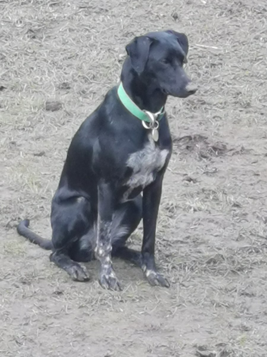 DoglostNSC's tweet photo. #LOST #DOG GIZMO
Female #scandanivianhound
Missing from #ThetfordForest on Mundford Road Near #Methwold #IP26 #EastAnglia on Saturday, 23rd January 2021
Gizmo is very nervous #LostDog #ScanMe https://t.co/CBVM7YotFn @VetsGetScanning @DoglostUK @TandBTimes @thetfordgolf https://t.co/liFMxItfpZ