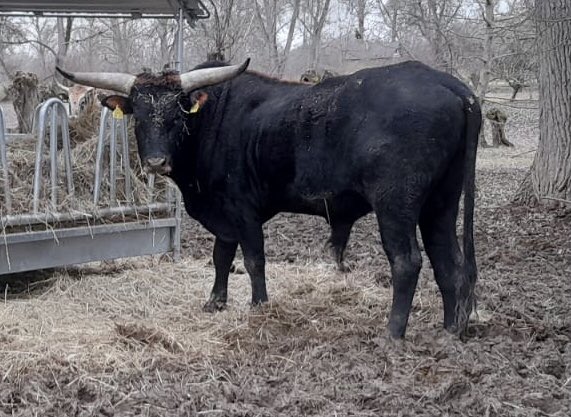 auerrind's tweet photo. New picture of breeding bull Alvarez in Groß-Rohrheim #auerrind #F1 #aurochs https://t.co/7i1eEOPHIr