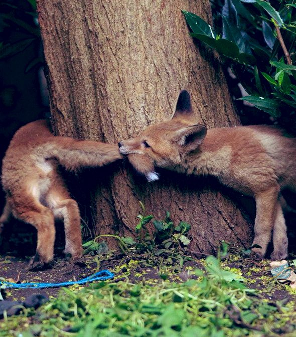 pinkskink's tweet photo. A little judicious cropping and this would be 👌#LongFox https://t.co/qT8PXC09nj