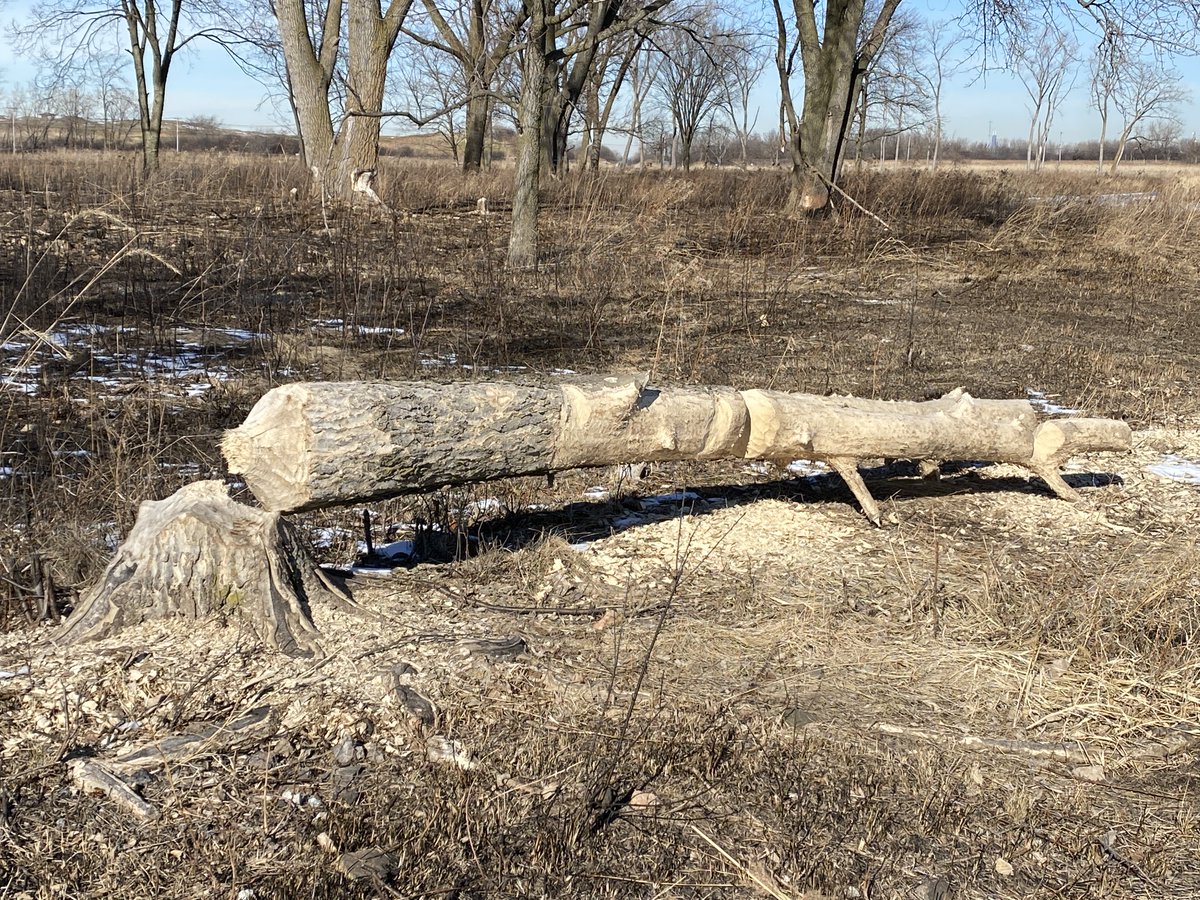 But then I noticed this tree nearby. It looks like some beavers have been hard at work chewing on it.