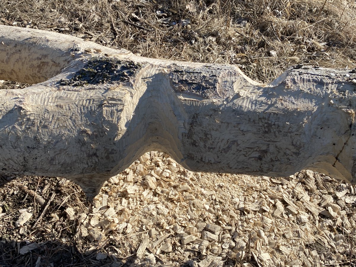 But then I noticed this tree nearby. It looks like some beavers have been hard at work chewing on it.