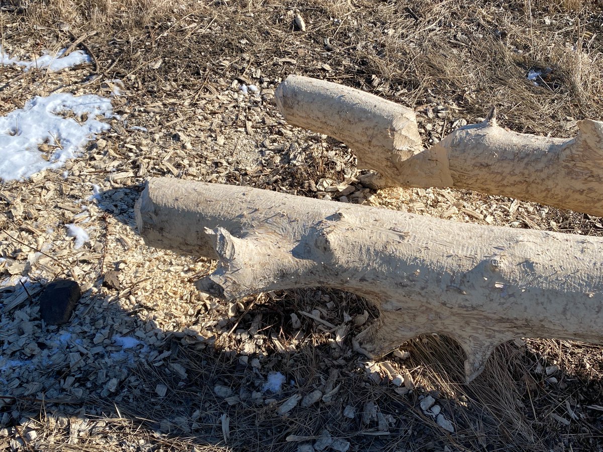But then I noticed this tree nearby. It looks like some beavers have been hard at work chewing on it.