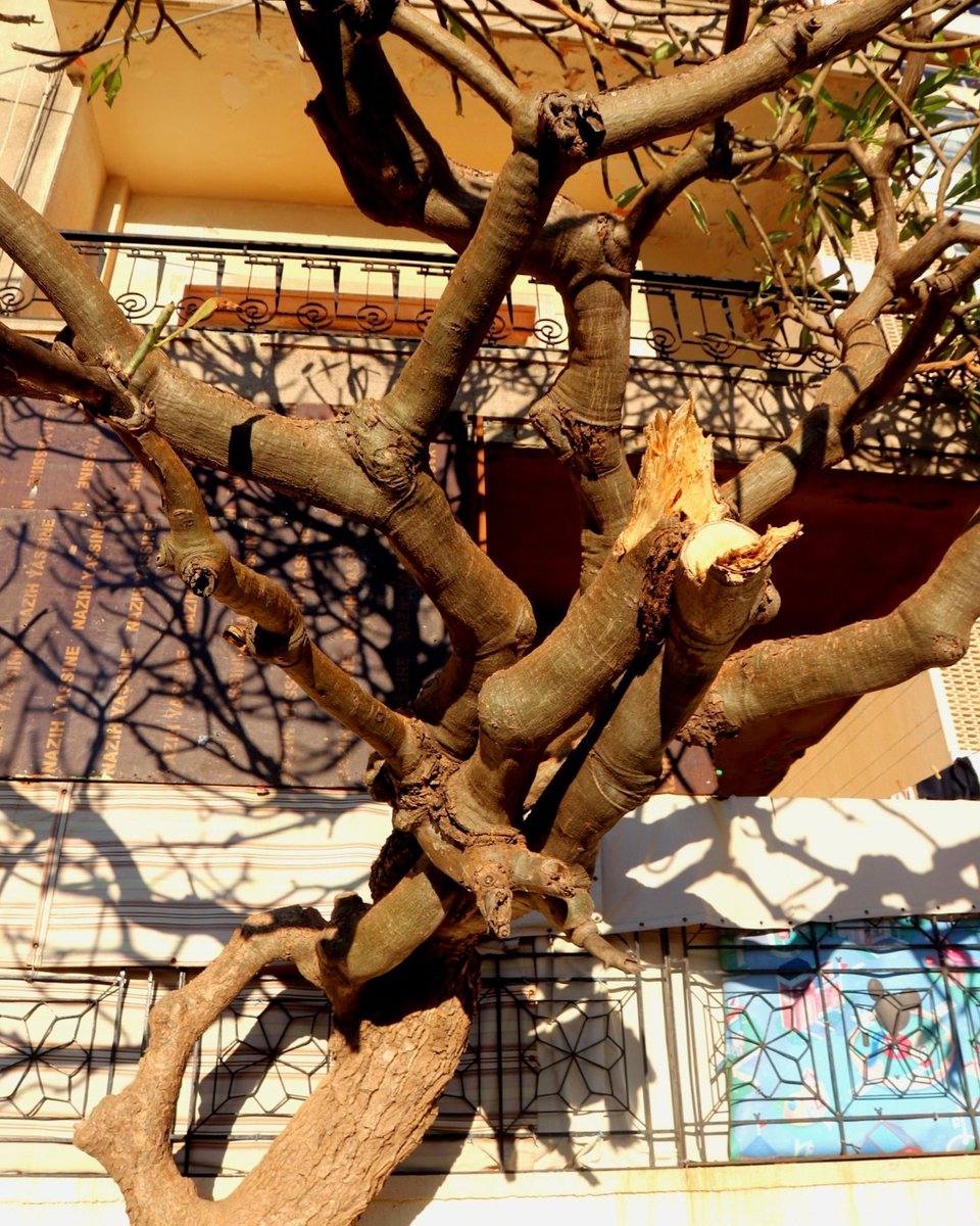 Full Lockdown Day 1010:43pmWoke up to a call that filled me with hope. I am grateful.Later in the day, COVID snatched another, making it 3 elders we've known this week.I stepped out of my building to stand in the sun.And I saw a tree I'd strangely never noticed before.