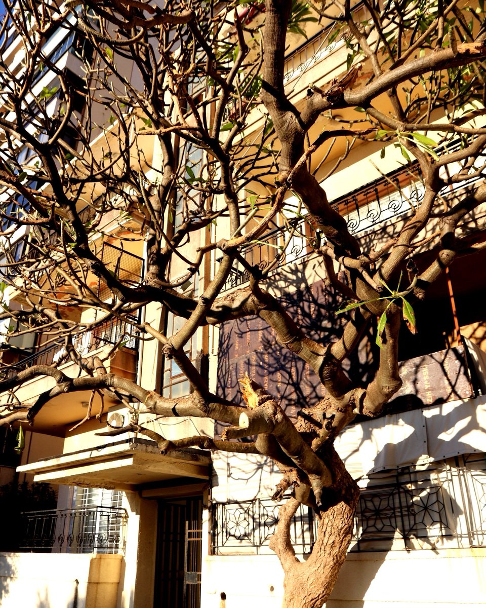 Full Lockdown Day 1010:43pmWoke up to a call that filled me with hope. I am grateful.Later in the day, COVID snatched another, making it 3 elders we've known this week.I stepped out of my building to stand in the sun.And I saw a tree I'd strangely never noticed before.