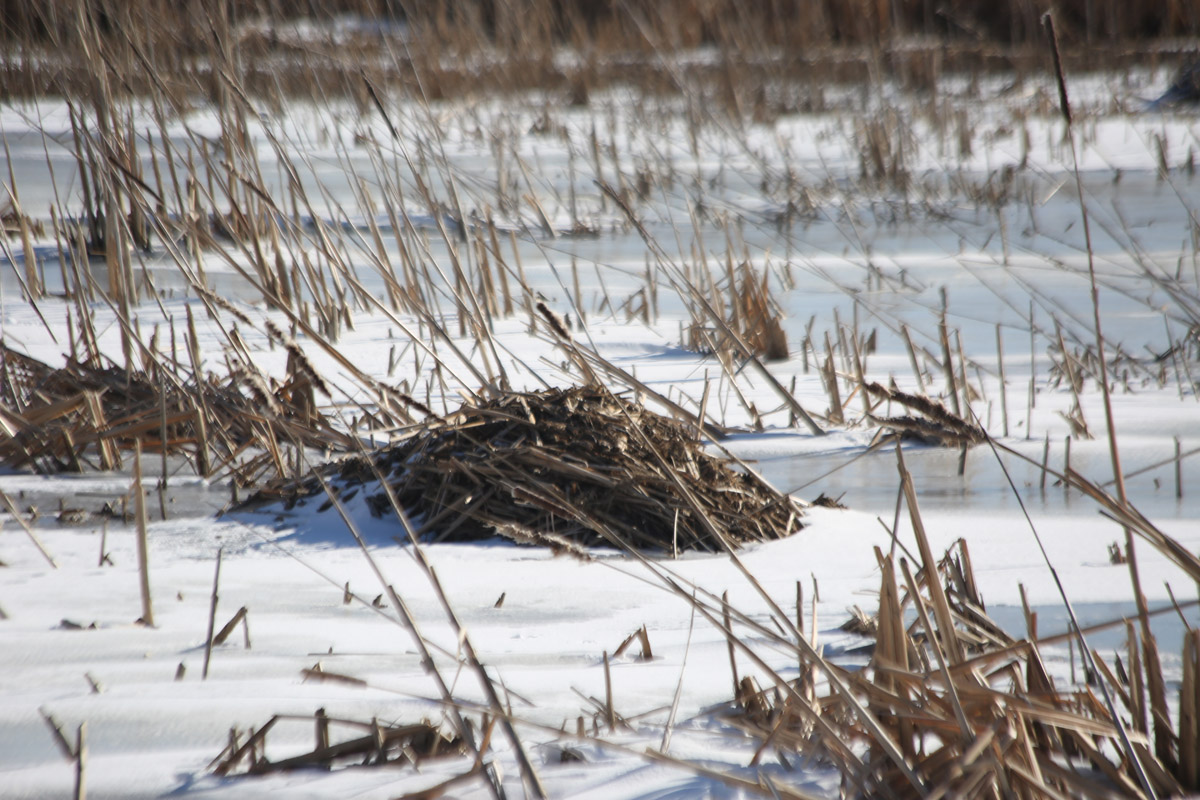Sidebar thread about beavers and/or muskrats!I counted eight of these mounds in a cluster at Big Marsh Park. Is this a village of muskrats or maybe beavers?