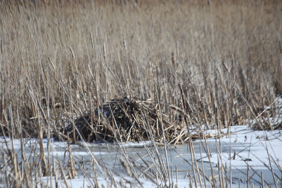 Sidebar thread about beavers and/or muskrats!I counted eight of these mounds in a cluster at Big Marsh Park. Is this a village of muskrats or maybe beavers?