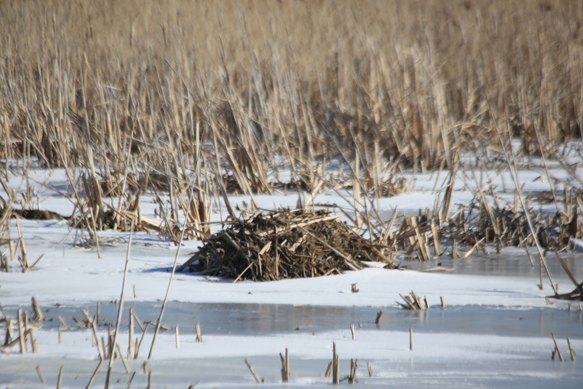 Sidebar thread about beavers and/or muskrats!I counted eight of these mounds in a cluster at Big Marsh Park. Is this a village of muskrats or maybe beavers?