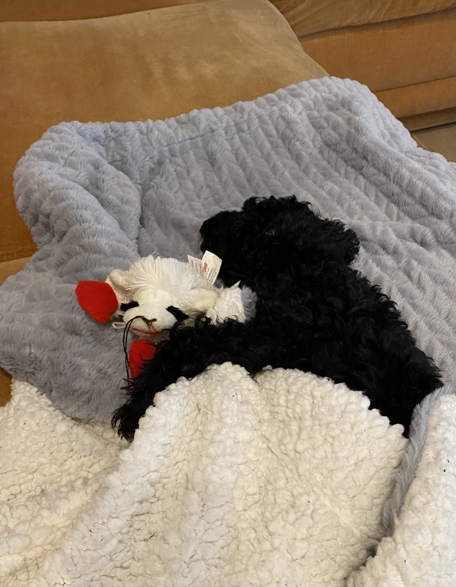 Baby Leo taking a nap while I watch the ⁦<a href="/NovaMBB/">Villanova MBB</a>⁩ game❤️