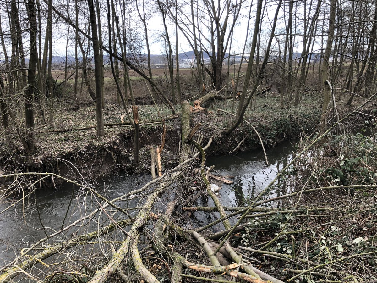 auerrind's tweet photo. It’s great to see nature thrive at our breeding sites in Lorsch, Germany. There is an increasing beaver presence since 2017 and fascinating to see these landscape shapers at work #auerrind #beaver #rewilding #rewildingeurope https://t.co/hkxMwRzN9f