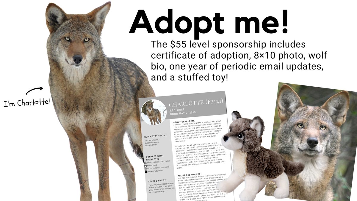 Share your love for wolves with a symbolic adoption of one of the 40 wolves that call the Wolf Conservation Center home!

Adopt a wolf ➡️ nywolf.org/adopt-a-wolf/

Red wolf Charlotte is a fierce + fabulous mom, + a chipmunk-catching superstar! She's a modern-day superwoman!