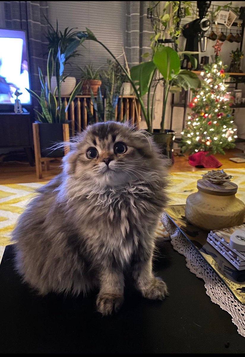 Gomakeyco's tweet photo. Winner of #saturday #cat #fluffy https://t.co/sLOIMLGhQr