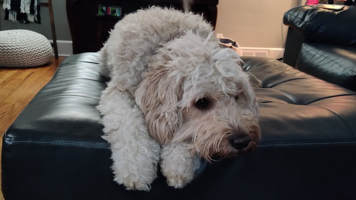 ArieDoodle's tweet photo. PUPDATE on COVID-19. Cousins are doing good, almost over it. Papa too. But Nana was admitted to the ER today. Her oxygen levels in the 80s. Some coughing, shallow breathing. M&amp;D a little worried. Your continued thoughts and prayers and kindness are so much appreciated. ❤️🐾🙏 https://t.co/cqxyv0lTji