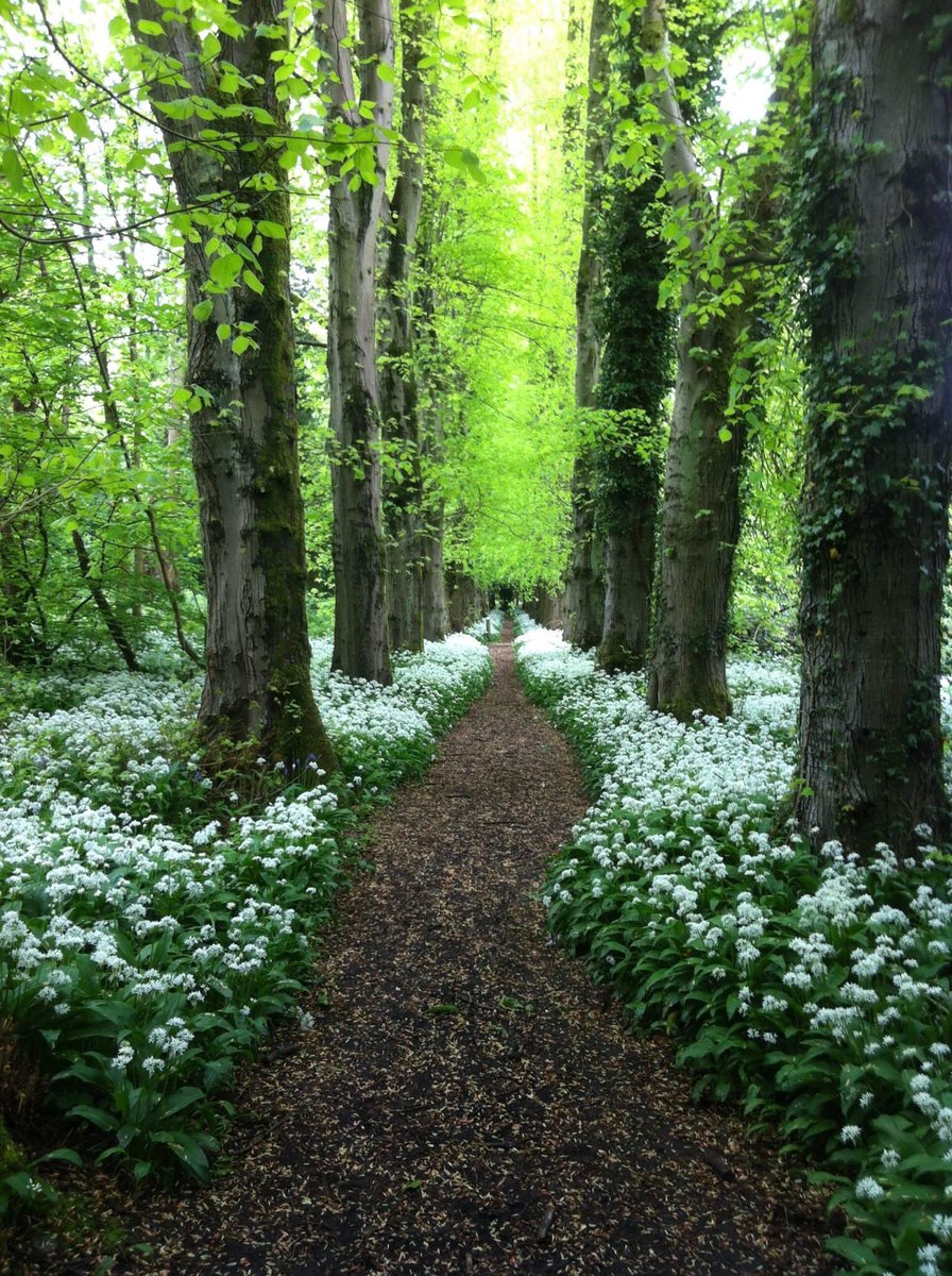 dornochlassie's tweet photo. This is a wee jewel of a #park in south west #Glasgow. #Rosshall park is stunning, lots of #habitats, #wildlife and steeped in #history. This is the #limeAvenue during #springtime #wildGarlic carpet. Smell is amazing. Worth a visit when restrictions relax. https://t.co/jJVKebDs4k