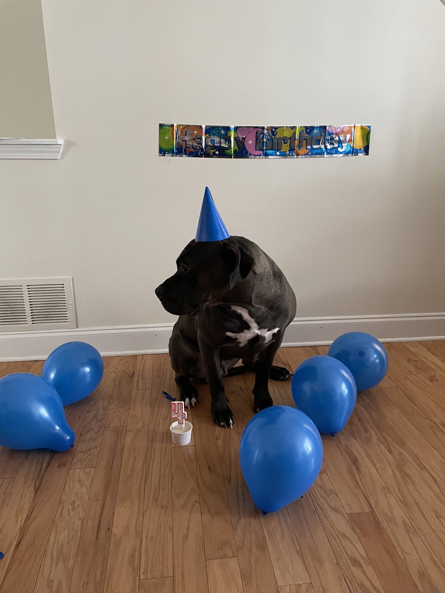 DeanteVH's tweet photo. My boi turned 4 today 💙🐶💚 https://t.co/OYqNzHpm0T