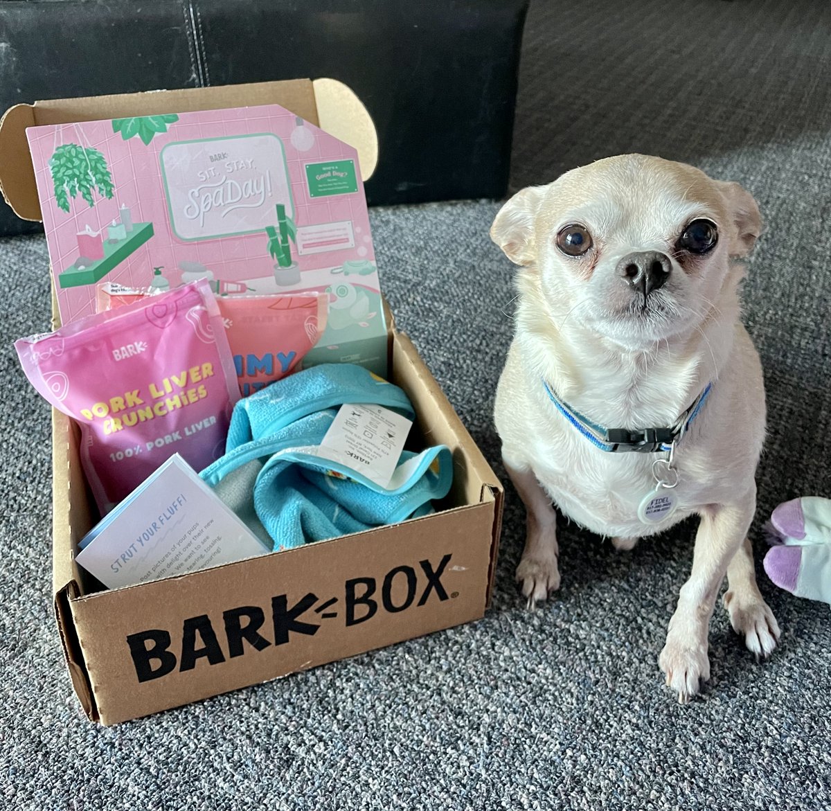 Fidel’s (and mine) first Bark Box came! We’re so excited! Fidel’s here modeling the robe and the goodies! Oh, the pork liver treats are the best! And we got some great new toys too! This is fun! We’re new to this! #BarkBoxDay