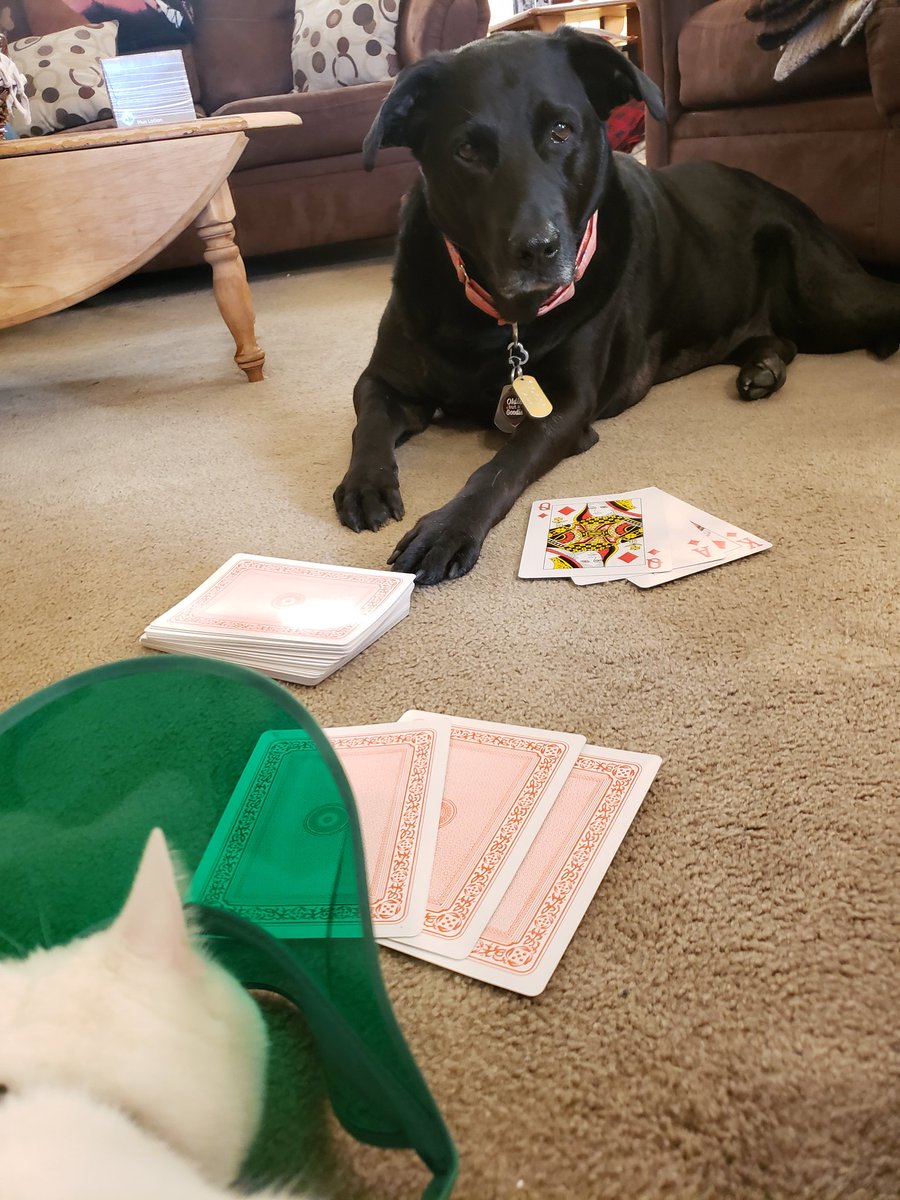 ChezMable's tweet photo. Getting ready for tonight. Kitty's turn to deal and she insisted on wearing my dealers visor... I have to see this!!
#EveryDayIsAGift
#ChezMable #MableStrong #CanineCancerWarrior #CanineGoodCitizen #RescueDogsRock #AdoptDontShop #HeartMelterFromAShelter #AGirlAndHerDog https://t.co/prBbBlP2So