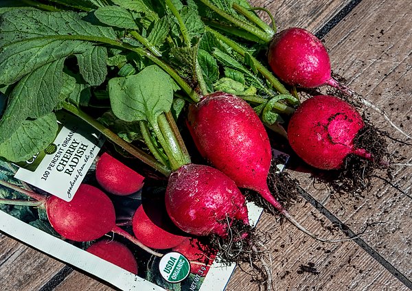WesIversen's tweet photo. New artwork for sale! - "Fresh From The Soil" - https://t.co/vUg7UAJXie @fineartamerica https://t.co/BXV5Ay5fhL