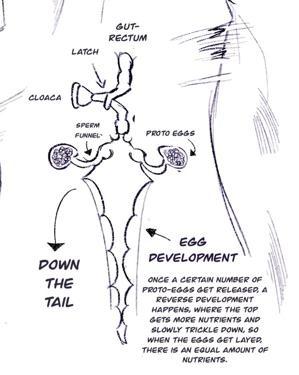 Another addition! The proposed mildly plausible anatomy Egg laying happens every 1-3 months depending on the genetics, egg size, and average clutch amount, with or without fertilization.-side effect, a surprisingly lucrative caviar industry.