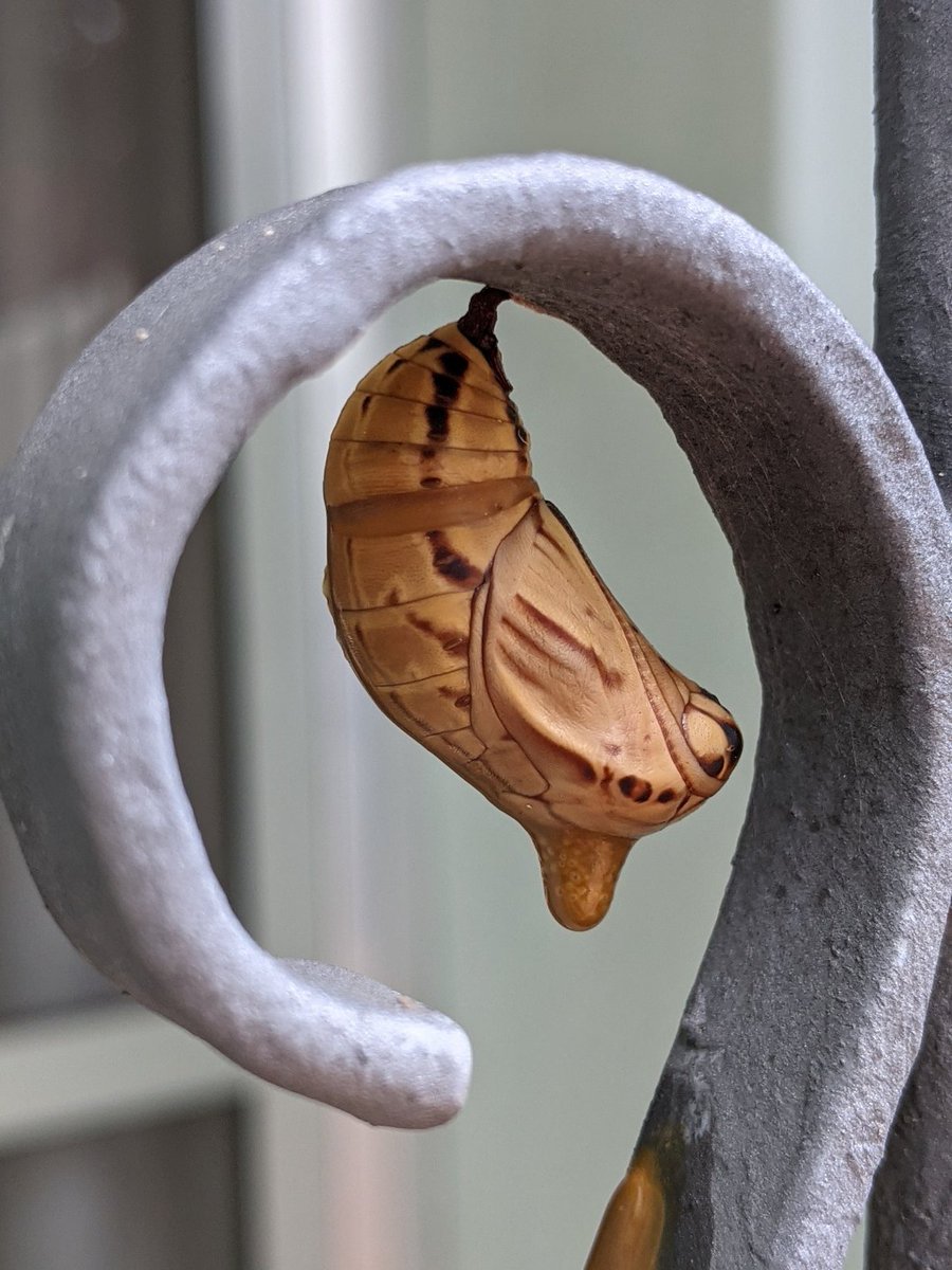 Haruki_BR's tweet photo. @madebygoogle #teampixel #nofilter #butterfly #caterpillar #cocoon  #butterflies #butterflymorning 🦋 https://t.co/2gi5gVgVdI