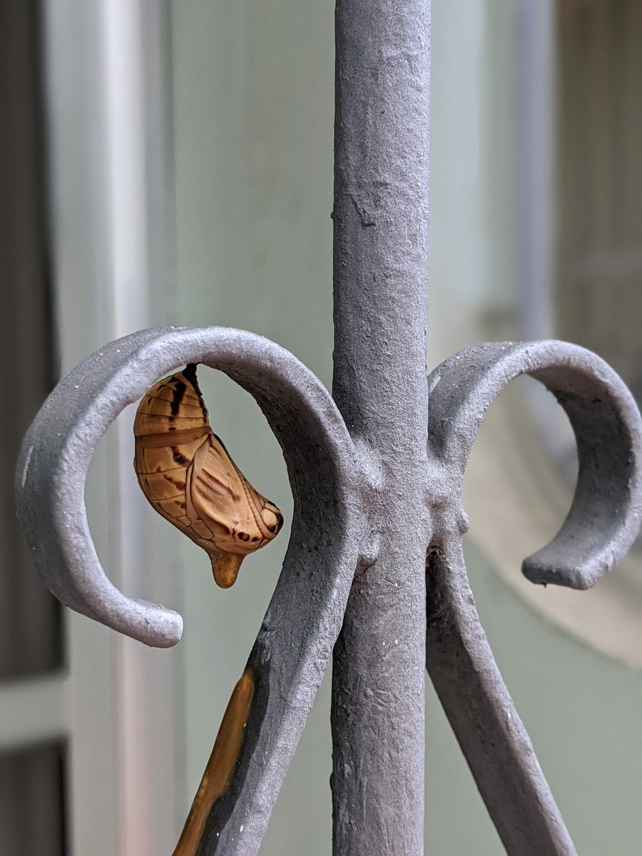 Haruki_BR's tweet photo. @madebygoogle #teampixel #nofilter #butterfly #caterpillar #cocoon  #butterflies #butterflymorning 🦋 https://t.co/2gi5gVgVdI