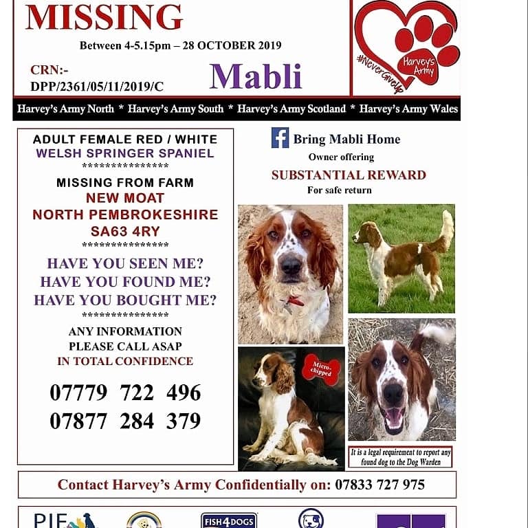 #Mabli has been #missing since 28/10/19 & her family are still looking for her, #NewMoat #NorthPembrokeshire #SA63 area, #Wales. Red/White #WelshSpringerSpaniel. Someone knows where she is. Chipped. ❌SUBSTANTIAL REWARD❌ Contact details on poster. facebook.com/groups/5827748… #dogs