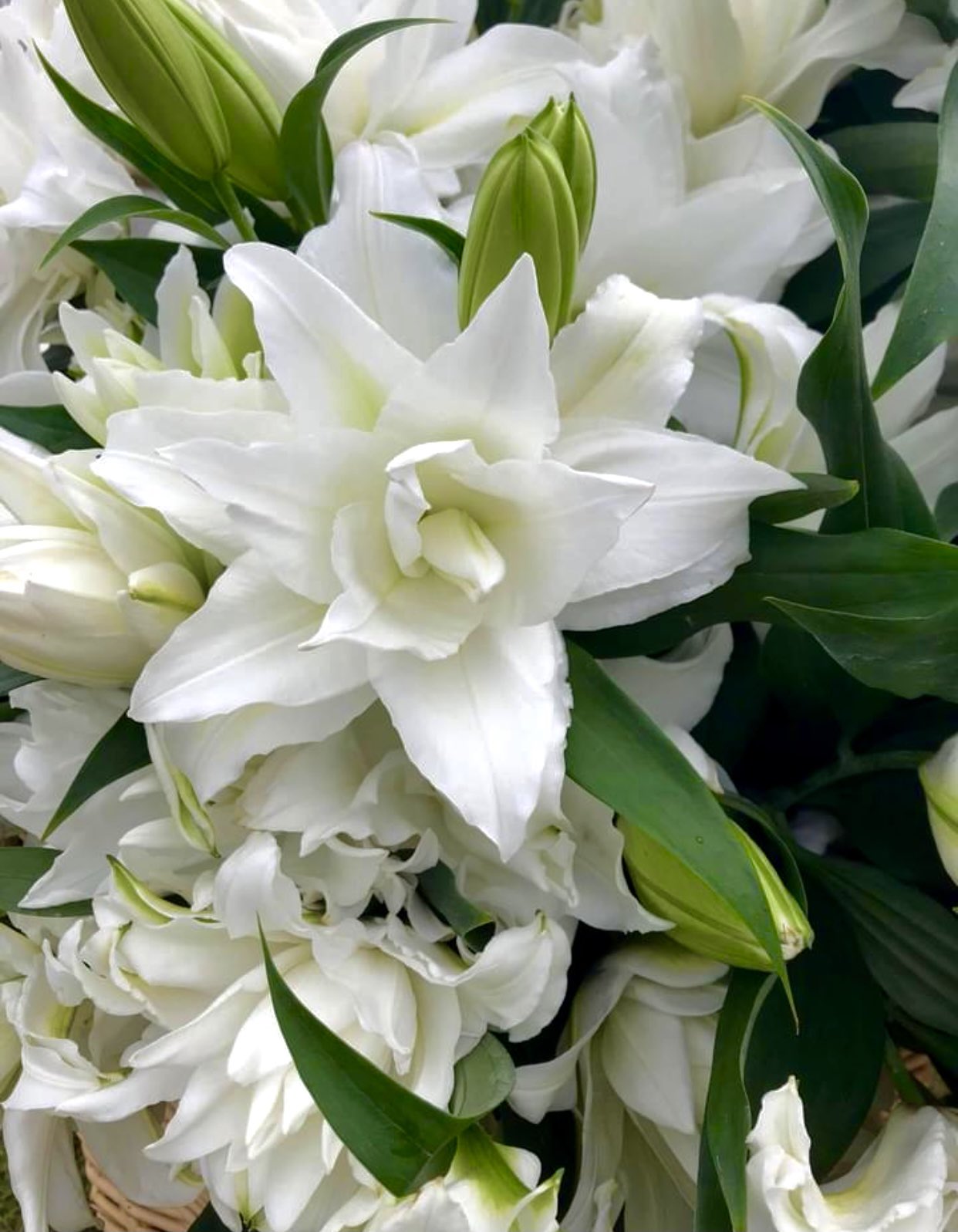 Roselily Анжела Лилия