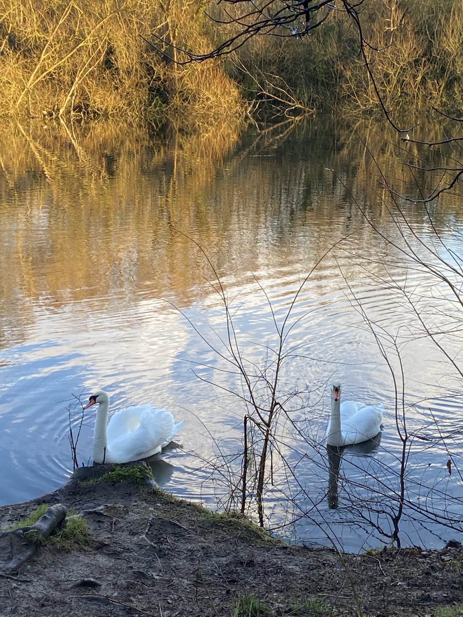 deborah_stlouis's tweet image. I feel so much better after doing 10395 steps and having a lovely walk in #colwickpark #nottingham #Nottinghamshire #walk #walking #exercise #nature #water #lakes #swans #birds
