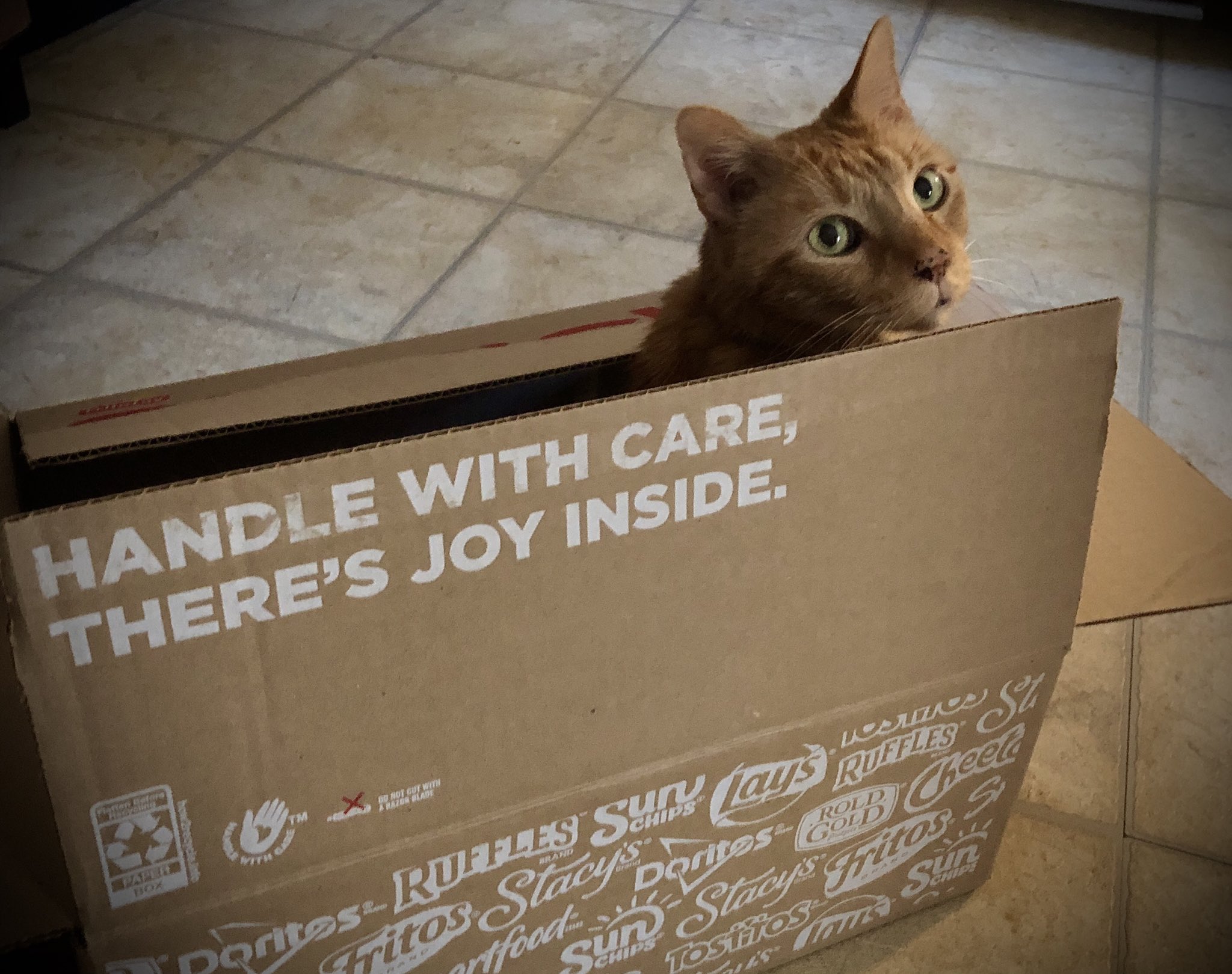 Miss Behavin1 Handle With Care There S Joy Inside Yes Yes There Is Caturday Catsoftwitter Cats T Co 6vtrzq9v1c Twitter