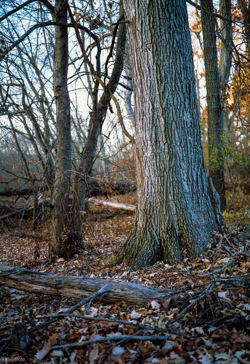 valphoto2's tweet photo. @MMatthews224 @stevenelawson @ChrisBPhoto Ahh yes indeed just like that. It makes images like these, framed ones are 16x20 #cibachrome last one taken a couple of months back when I took mine out for the first time in 25 years! #fujifilm #provia #velvia #ibelieveinfilm https://t.co/q4YYAun7IB