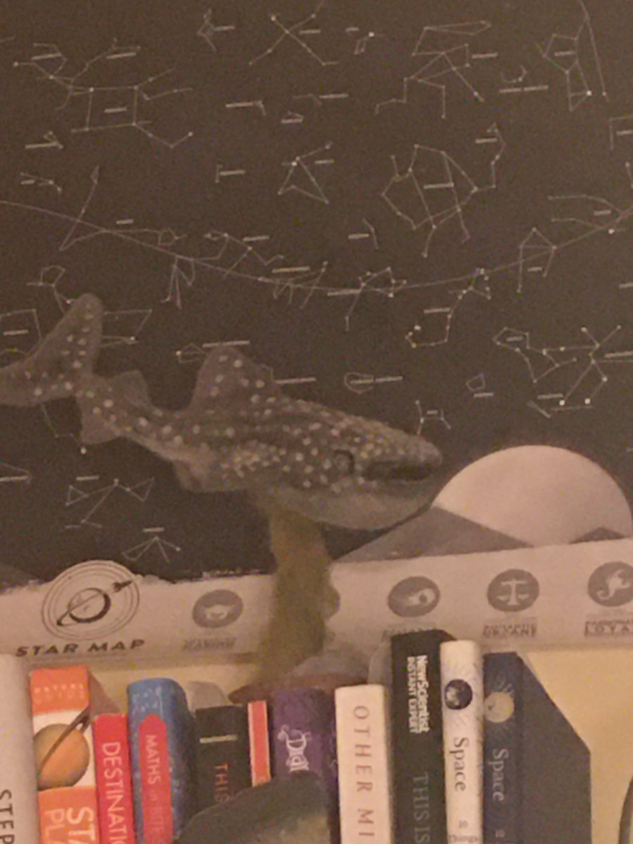 this is a whale shark model G got me for my birthday look i have it in my space corner so it looks like it’s swimming among constellations <3 i love whale sharks so much