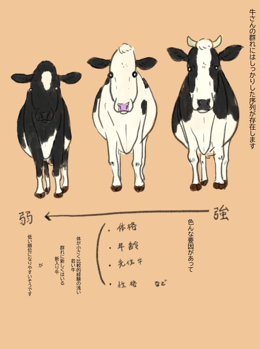 牛さんの上下関係のはなし🐄🐃

意地悪な牛もいるんよね…
のんびりしているように見えて、実は厳しい群れ社会…

(農家さんによって、いじめられっ子対策もどうしてるか知りたいです💦) 