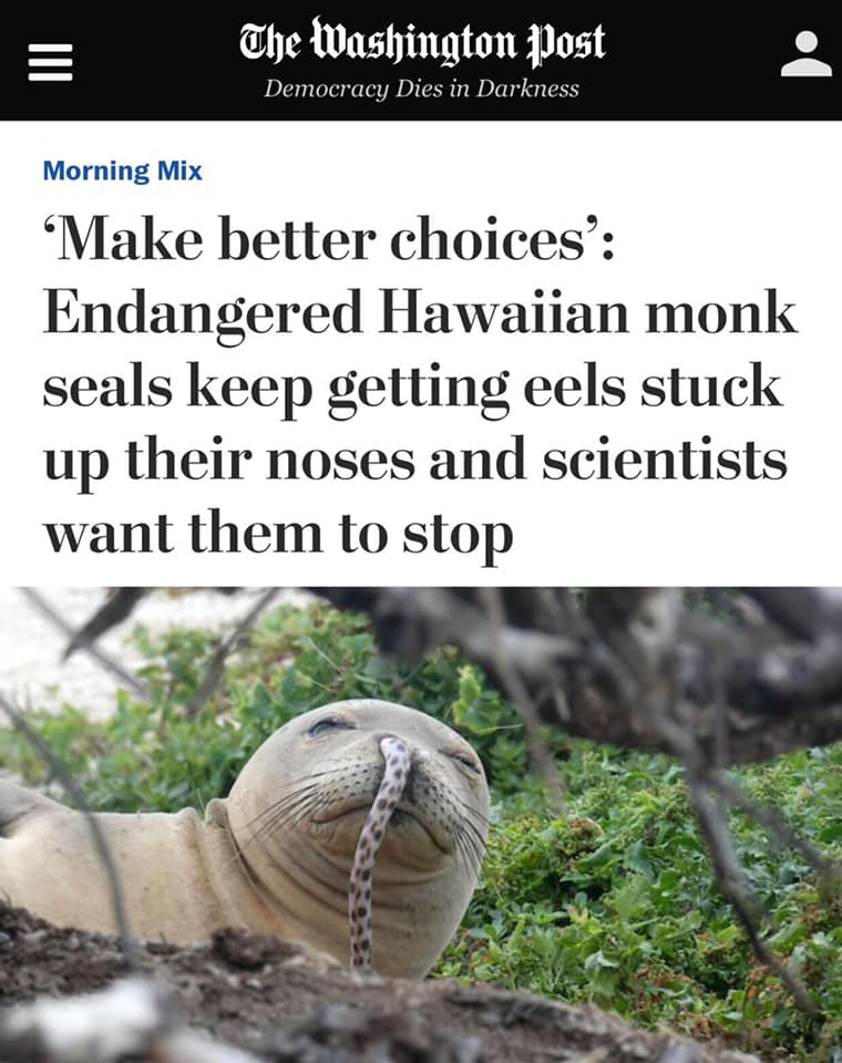 juliagalef's tweet image. I don&apos;t know what it is about eel scientists, but they do have a way with a pithy quote