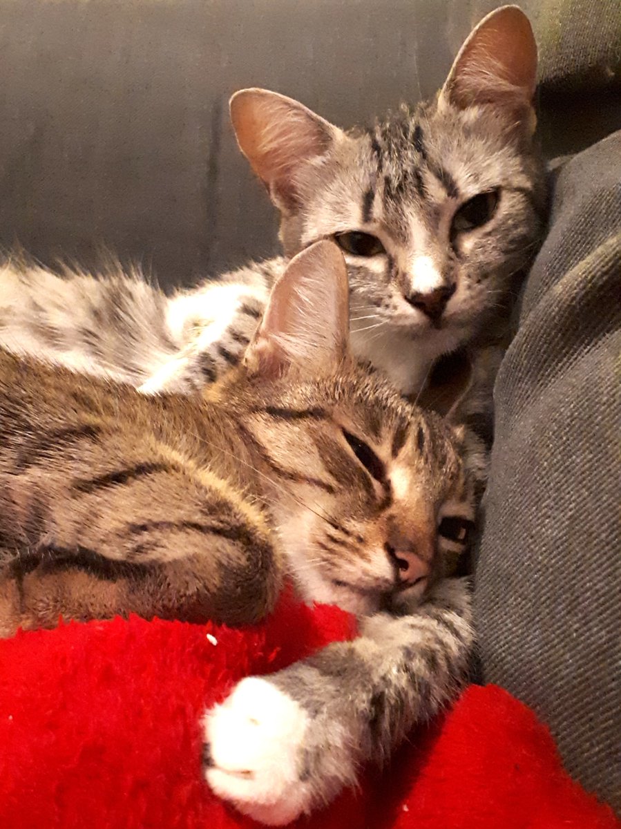 Anyhow, I for sure enjoyed my day trip to Constanta. I just wish this country would make a bit more effort taking care after itself. The train journey back in darkness was uneventful, so I'll just post a pic of my cats being total cuties to cap the day. Goodnight all!  #twexit