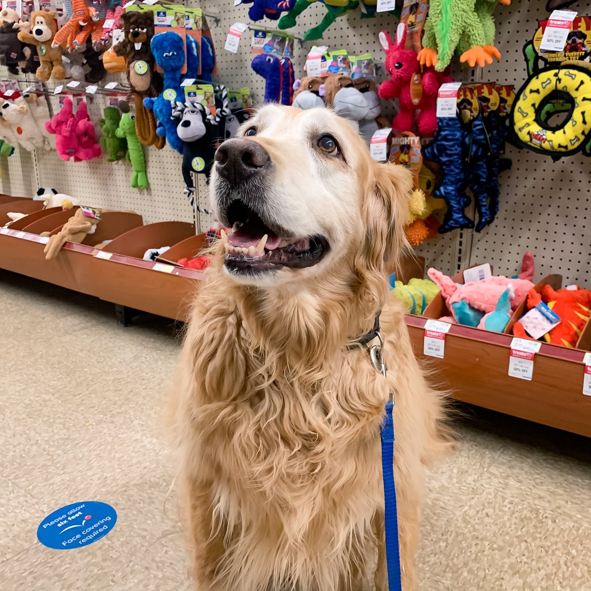 ThatJessi's tweet photo. Happy 11th birthday to our golden boy. 💛🐾 @PetSmart https://t.co/02vLyHurLo