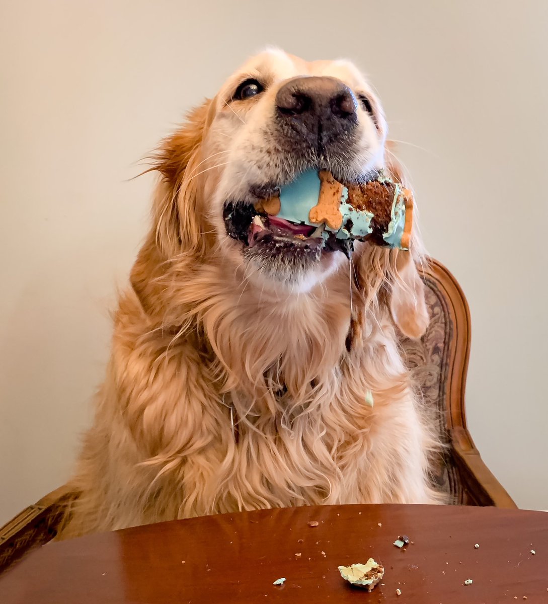 ThatJessi's tweet photo. Happy 11th birthday to our golden boy. 💛🐾 @PetSmart https://t.co/02vLyHurLo