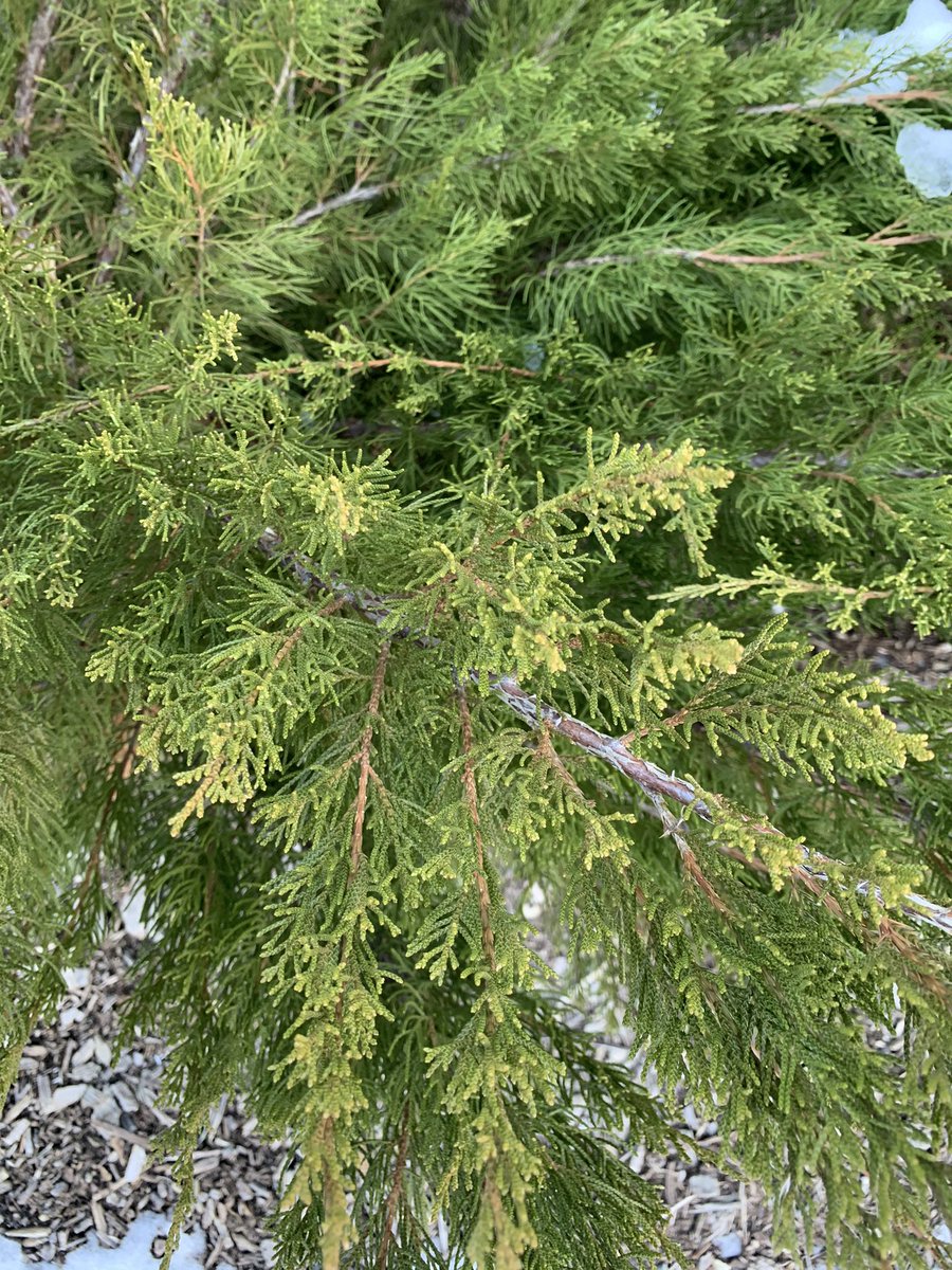 mbd5020's tweet photo. #jrn203detail 📸
Closeup of some winter greenery. https://t.co/3GPhbF88is