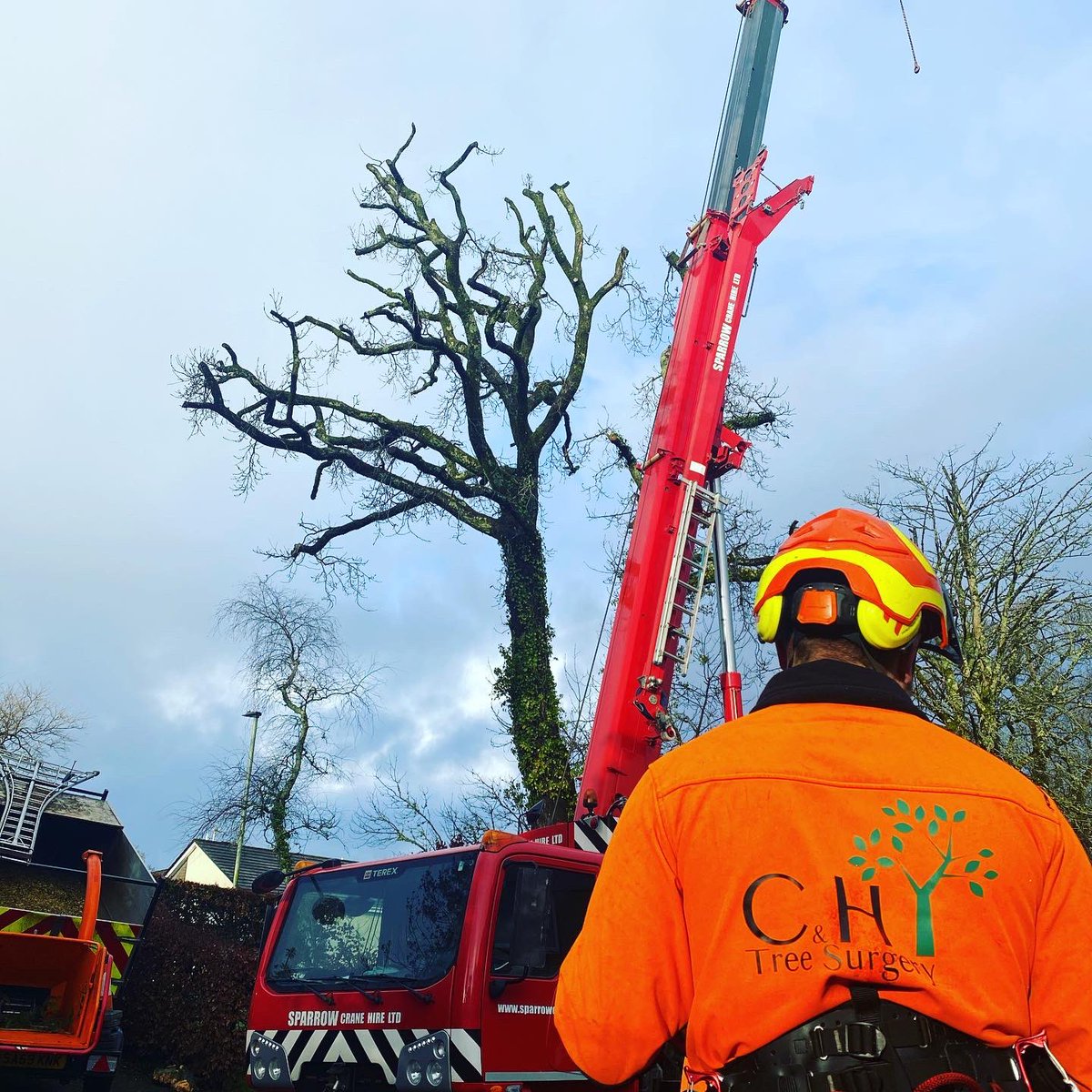 CHTreeSurgery1 tweet picture