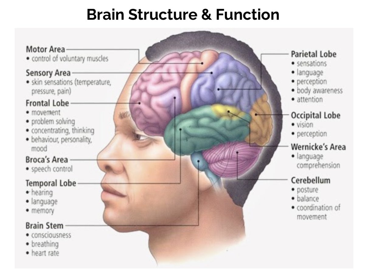 Our brains develop from back to front. Our brain stem is our "reptilian brain"-it controls our basic automatic life functions. The last part of our brain to develop is our frontal lobe,in the early 20's. When trauma happens, our frontal lobes "go offline"  #TraumaEd101 12/