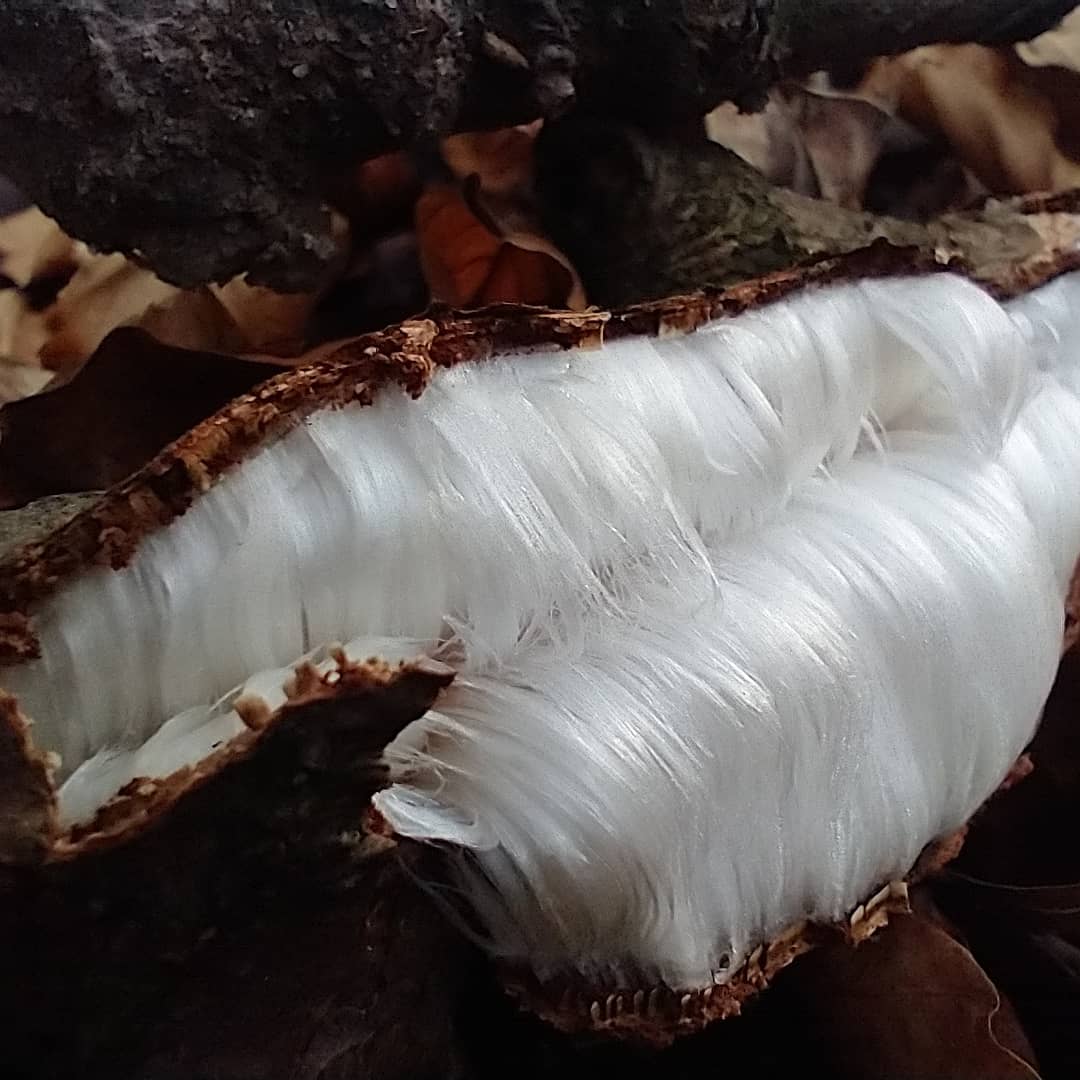 Hair Ice, Little Mountain, Pontypool. #Winterwatch