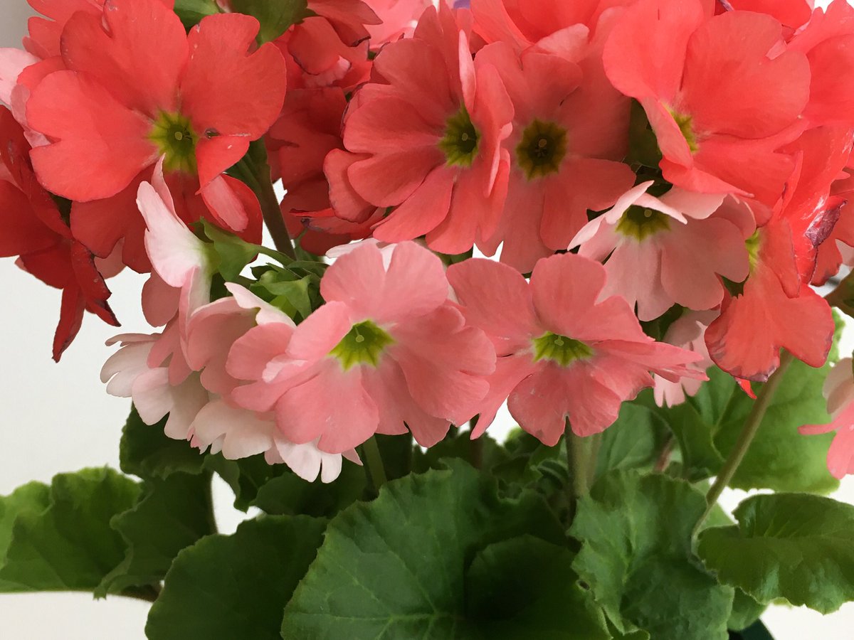 プリムラオブコニカ